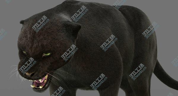 images/goods_img/20210312/3D Black Panther 3 (FUR) (RIGGED)/5.jpg